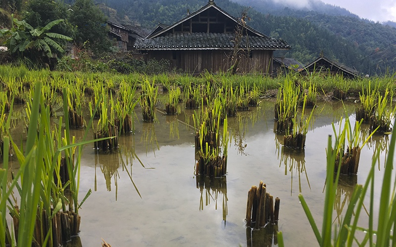 Tang'an le risaie Tang'an le risaie